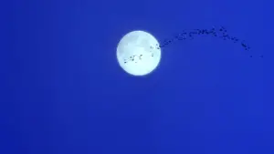 Backdrop to the movie "Practical Magic" #697214