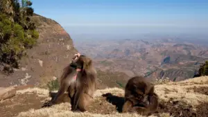 Backdrop to the movie "Le royaume des nuages" #800283