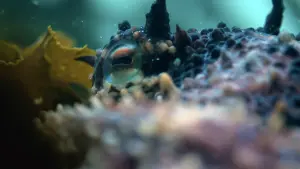 Backdrop to the movie "My Octopus Teacher" #382996