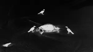 Backdrop to the movie "Play by the Sea" #465476