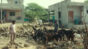 Backdrop to the movie "Cactus Pears" #803958