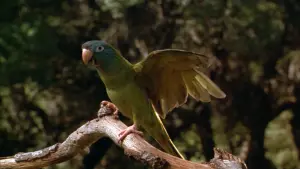 Backdrop to the movie "Paulie" #383546