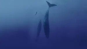 Backdrop to the movie "Freediver" #791618