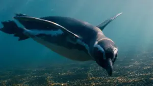 Backdrop to the movie "My Penguin Friend" #506449