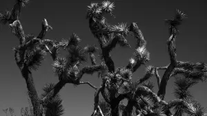 Backdrop to the movie "The Stoning of a Temptress" #808493