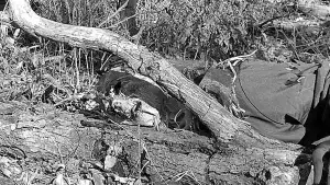 Backdrop to the movie "Autumn Stalking" #776718