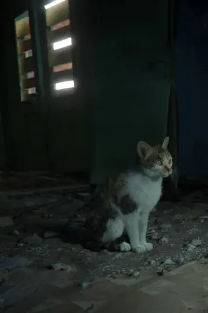 Poster to the movie "Lick a Wound" #192918