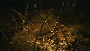 Backdrop to the movie "Shelby Oaks" #522809