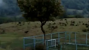 Backdrop to the movie "Dry Leaf" #623381