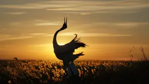 Backdrop to the movie "Born in China" #436612