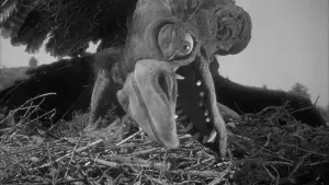 Backdrop to the movie "The Giant Claw" #482627