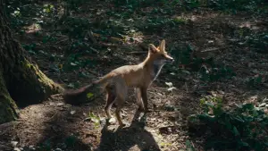 Backdrop to the movie "Wild Foxes" #770516