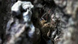 Backdrop to the movie "Heart of Oak" #198299