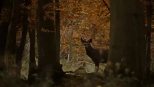 Backdrop to the movie "The Hunt" #650058