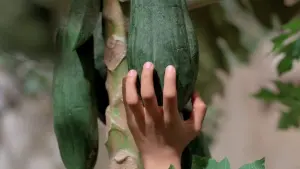 Backdrop to the movie "The Scent of Green Papaya" #405625