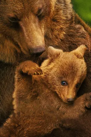 Poster to the movie "Bears" #471340