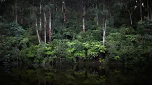 Backdrop to the movie "Force of Nature: The Dry 2" #430438