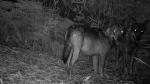 Backdrop to the movie "Salvaxe, Salvaxe" #409948