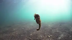 Backdrop to the movie "Bangarang" #483138