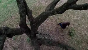Backdrop to the movie "The Tree of Life" #852787