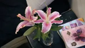 Backdrop to the movie "Lily" #800991