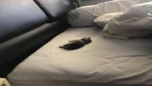 Backdrop to the movie "Florentina