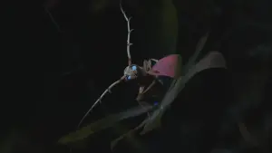 Backdrop to the movie "Mysterious Origins of Insects" #482089