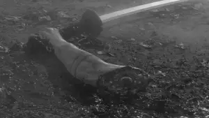 Backdrop to the movie "Yojimbo" #750544