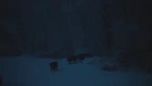 Backdrop to the movie "The Human Hibernation" #757295