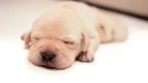 Backdrop to the movie "Quill: The Life of a Guide Dog" #764479