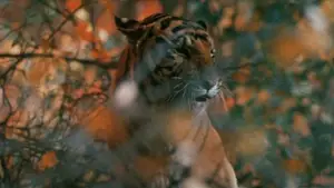 Backdrop to the movie "Dersu Uzala" #751353