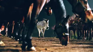 Backdrop to the movie "Racing Stripes" #500776