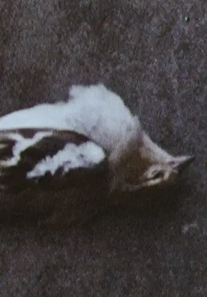 Poster to the movie "Aerial" #742752