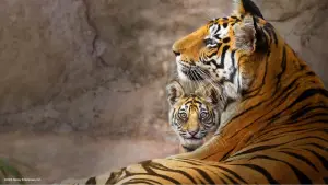 Backdrop to the movie "Tiger" #463657