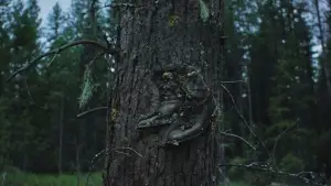 Backdrop to the movie "Train Dreams" #514906