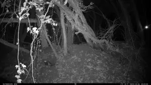 Backdrop to the movie "Lumpaz" #547812