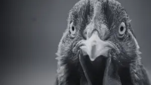 Backdrop to the movie "¿Por qué la gallina cruzó el camino?" #352947