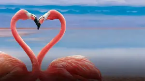 Watch film Queer Planet | Official Peacock Trailer