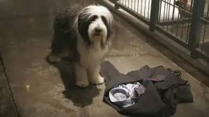 Backdrop to the movie "The Shaggy Dog" #347036