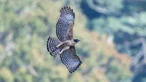 Fly! Mountain Hawk-Eagle