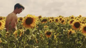 Backdrop to the movie "Sunflower" #820103