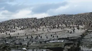 Backdrop to the movie "Winged Migration" #383835