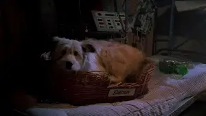 Backdrop to the movie "Back to the Future Part II" #647311