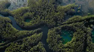 Backdrop to the movie "Caddo Lake" #596372