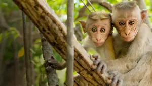 Backdrop to the movie "Monkey Kingdom" #437488