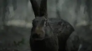 Backdrop to the movie "The Witch" #600256