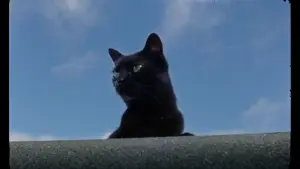 Backdrop to the movie "Black Velvet" #758220