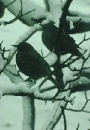 Poster to the movie "Aerial" #742749