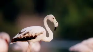 Backdrop to the movie "Horizon Saudi Arabia" #793418