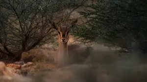 Backdrop to the movie "Horizon Saudi Arabia" #793429